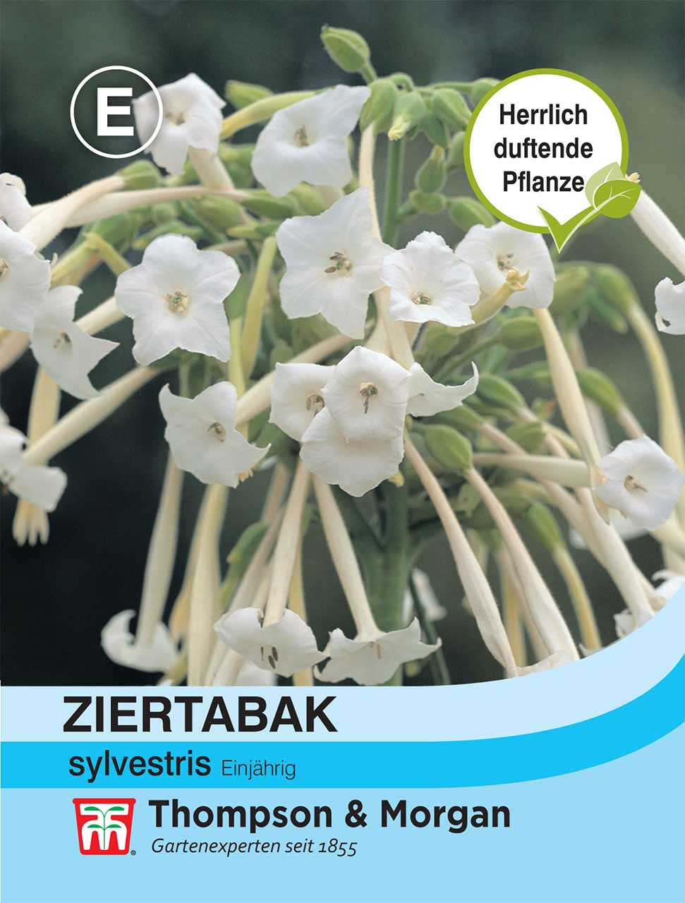 Ziertabak sylvestris