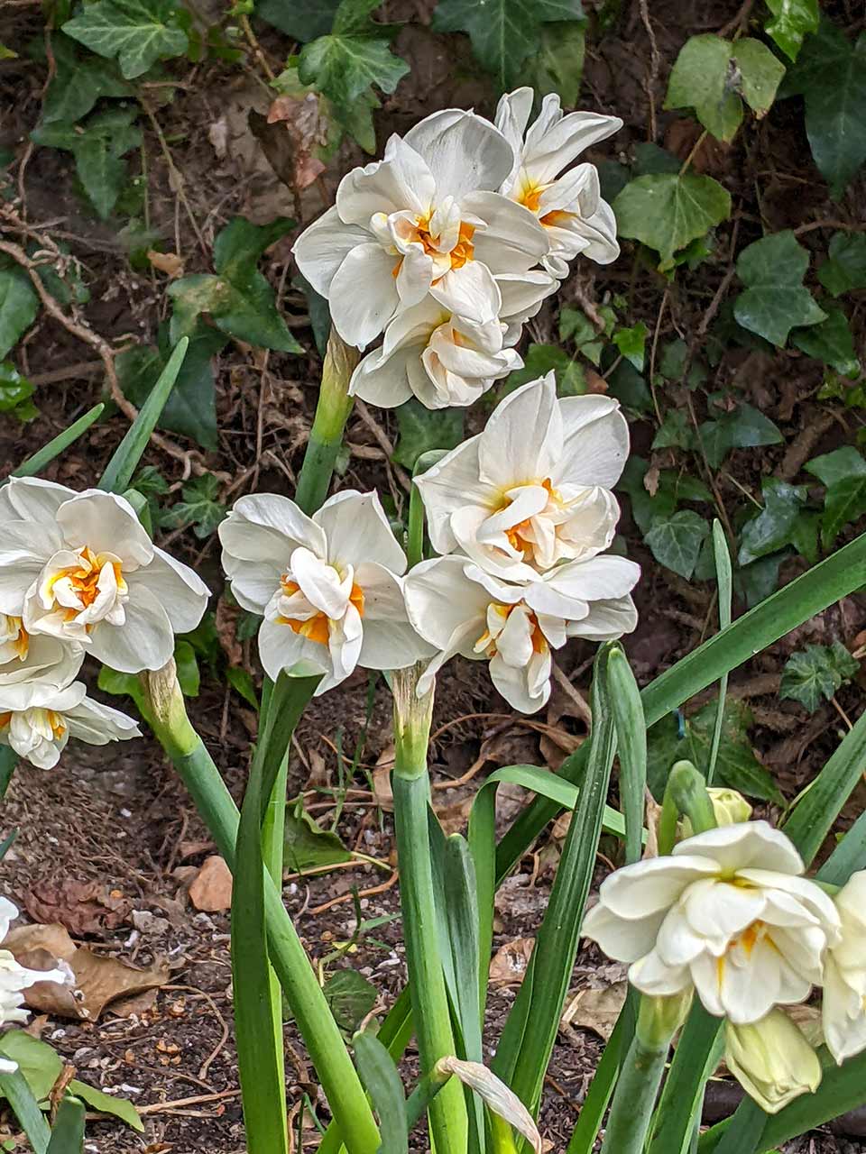 Narzisse Sir Winston Churchill