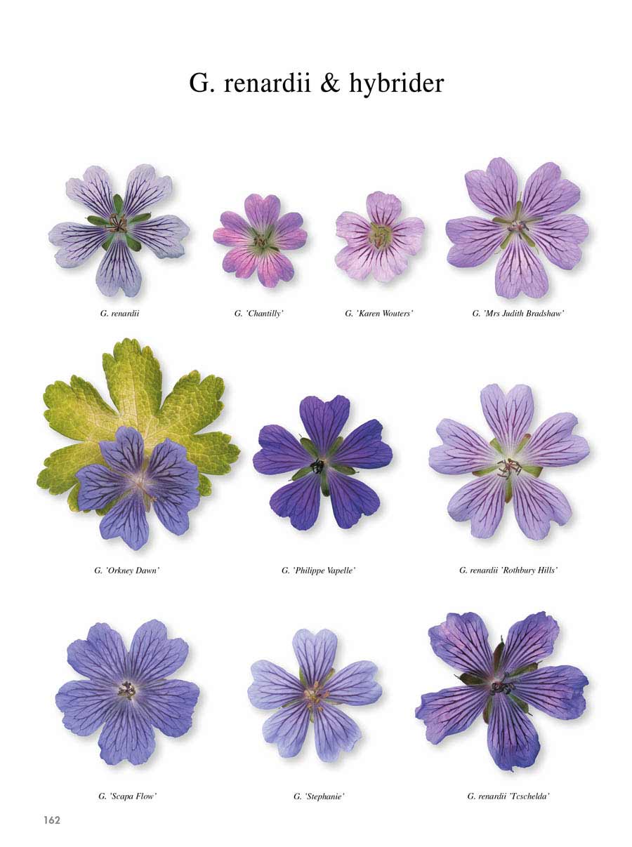 Storkenæb Bogen om Geranium