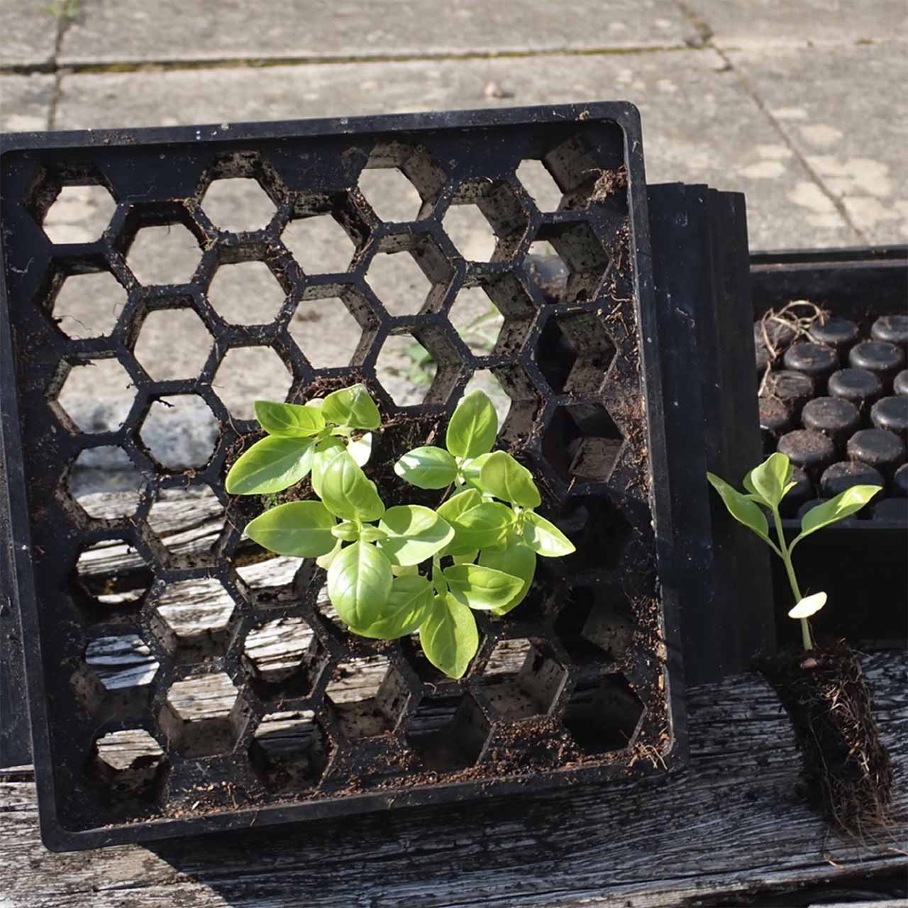 Aussaatschale aus Naturkautschuk