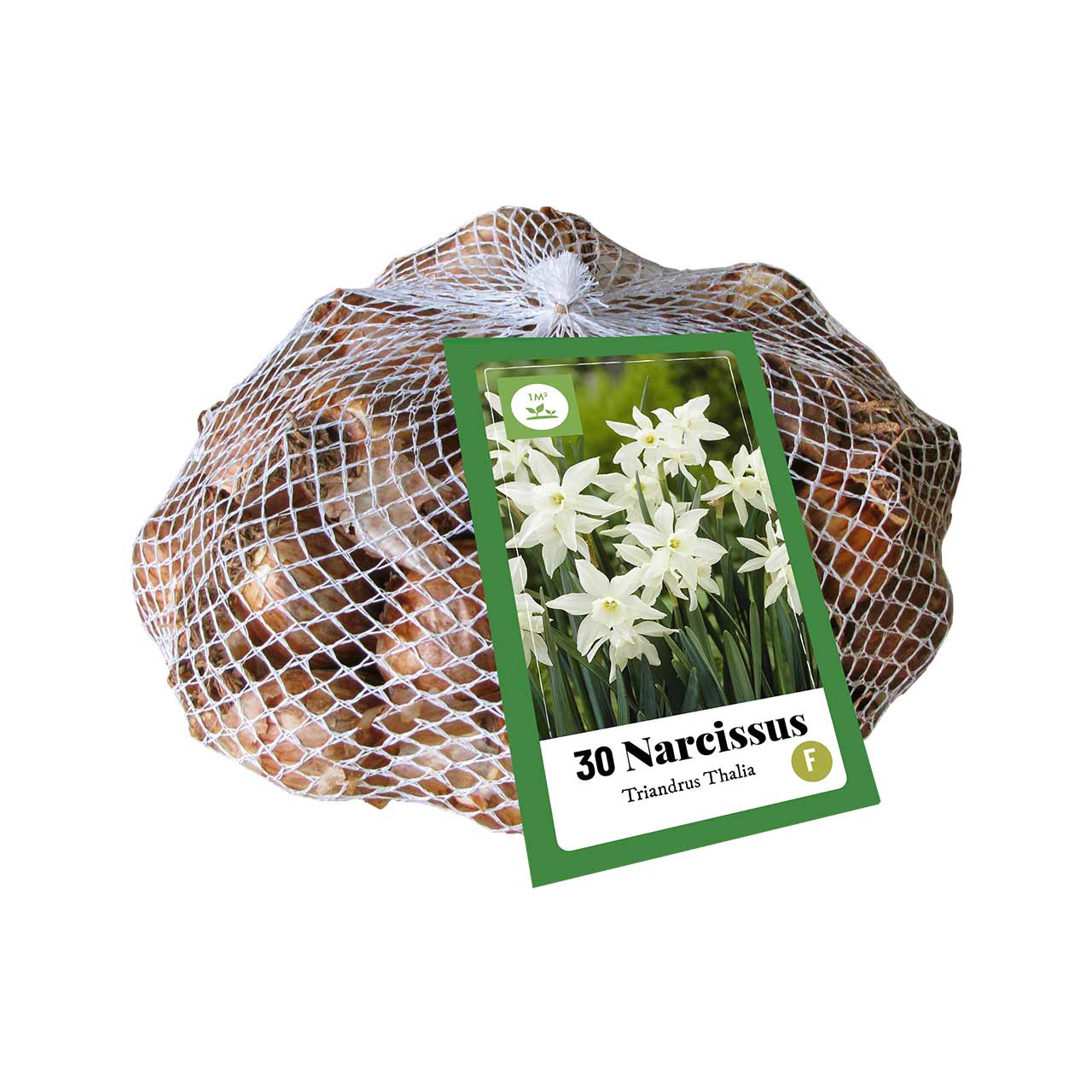 Narzissen Triandrus Thalia