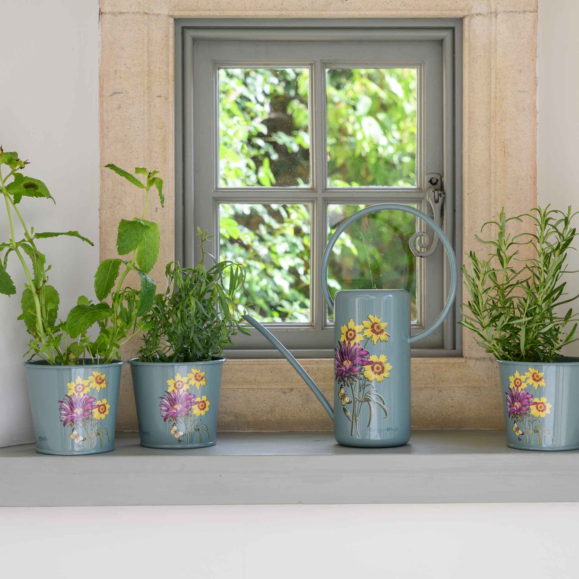 Kräutertöpfe »Asteraceae«