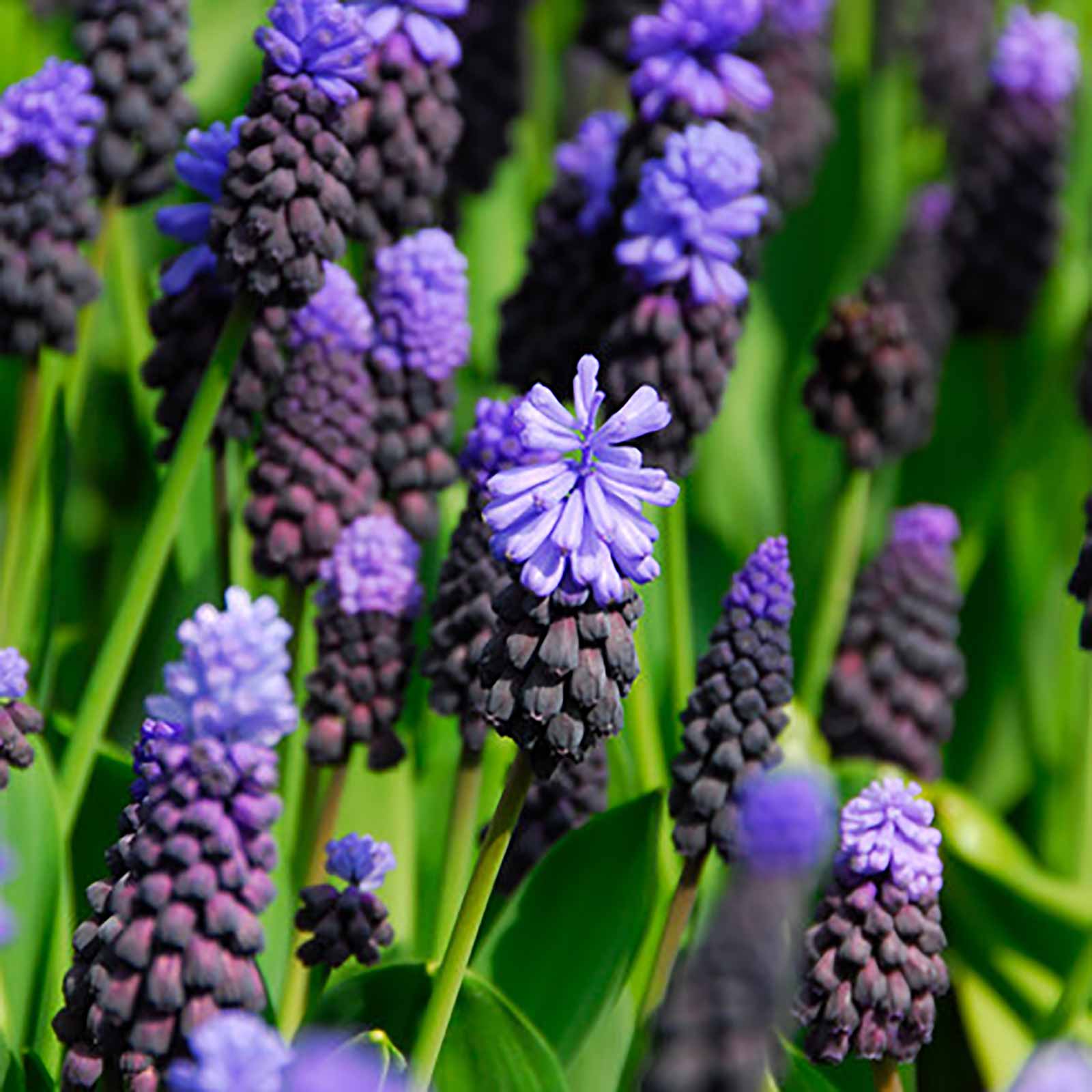 Muscari latifolium