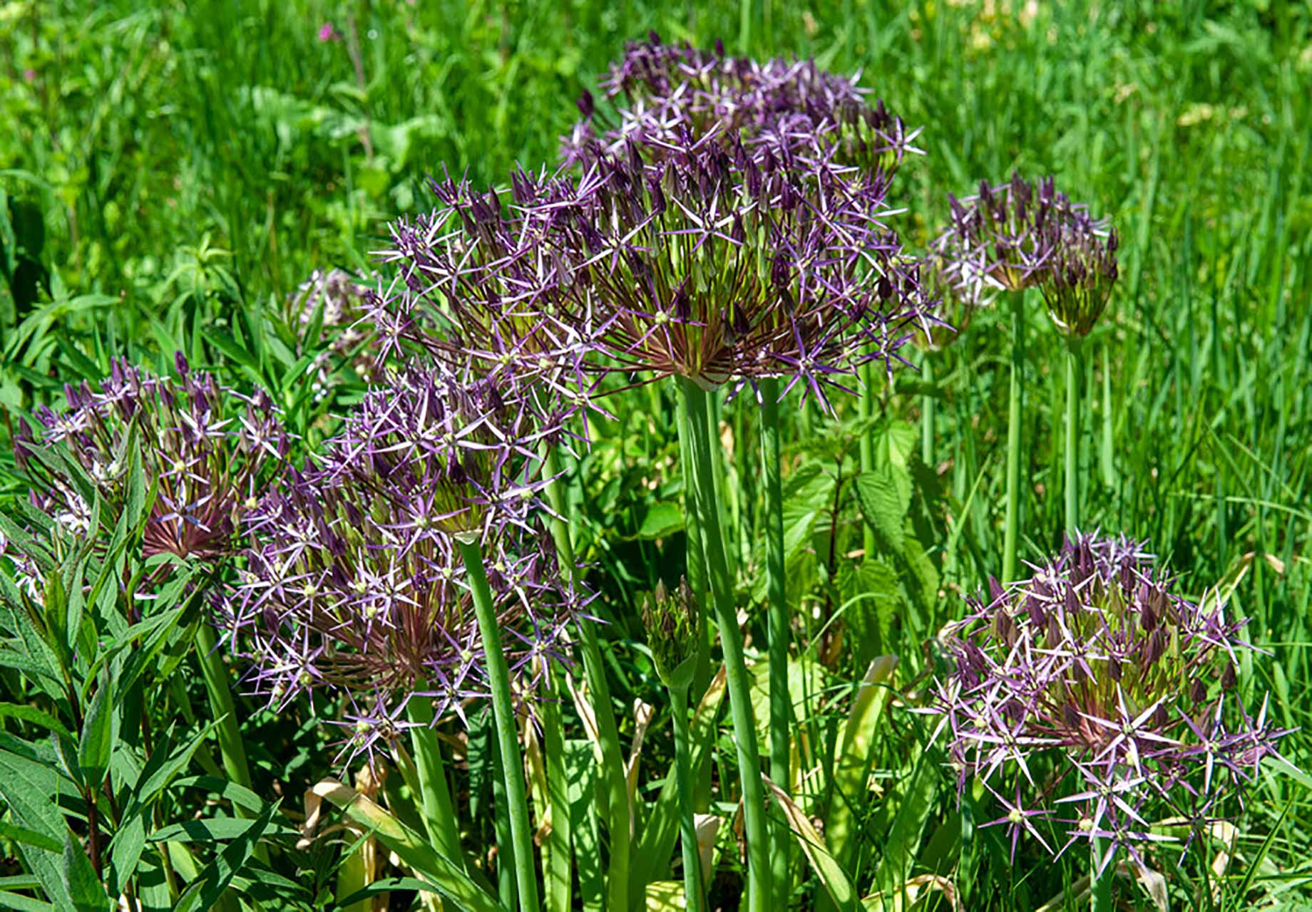 Allium Purple Rain