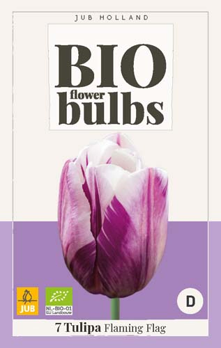 Bio Tulpe Flaming Flag