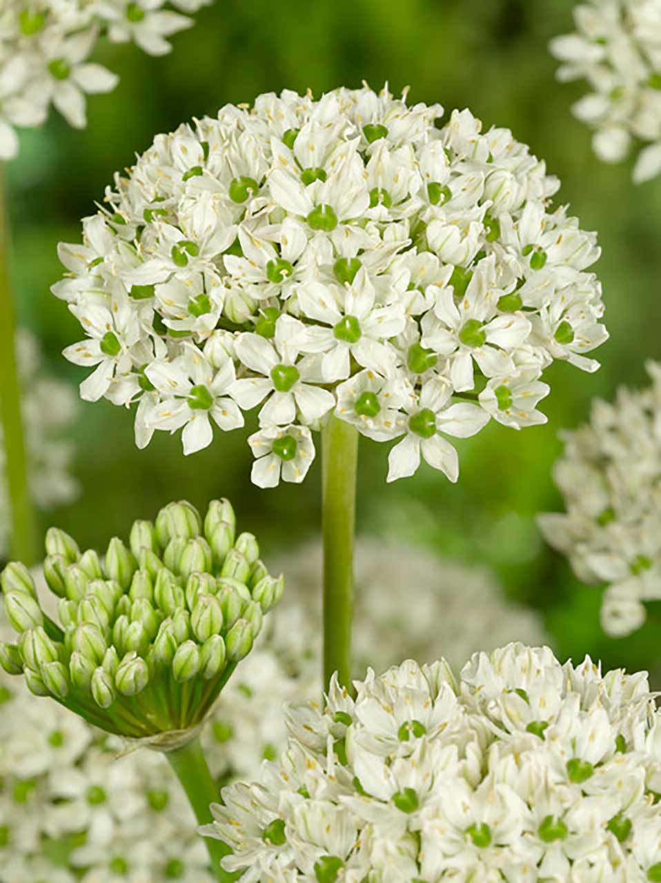 Allium nigrum