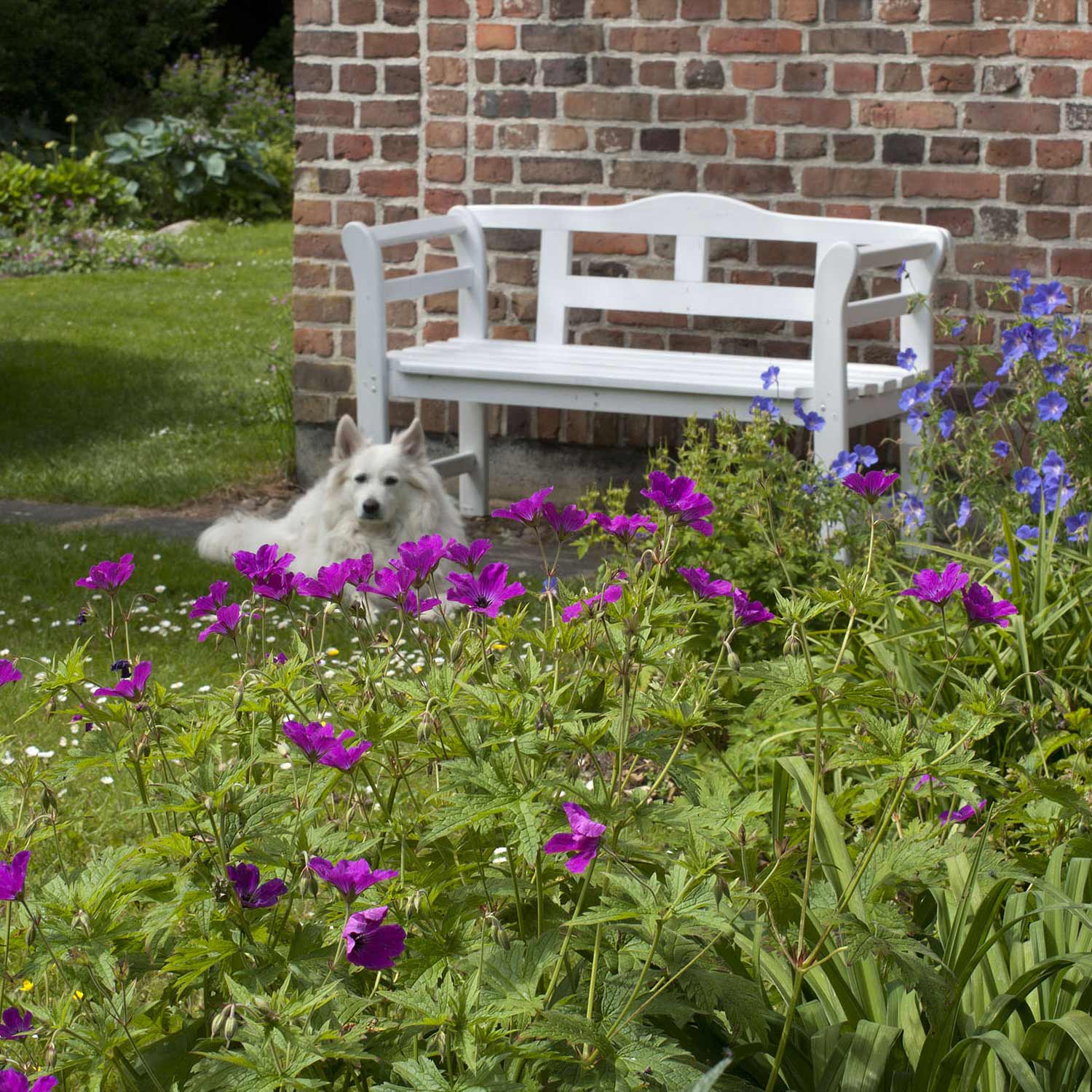 Storkenæb Bogen om Geranium