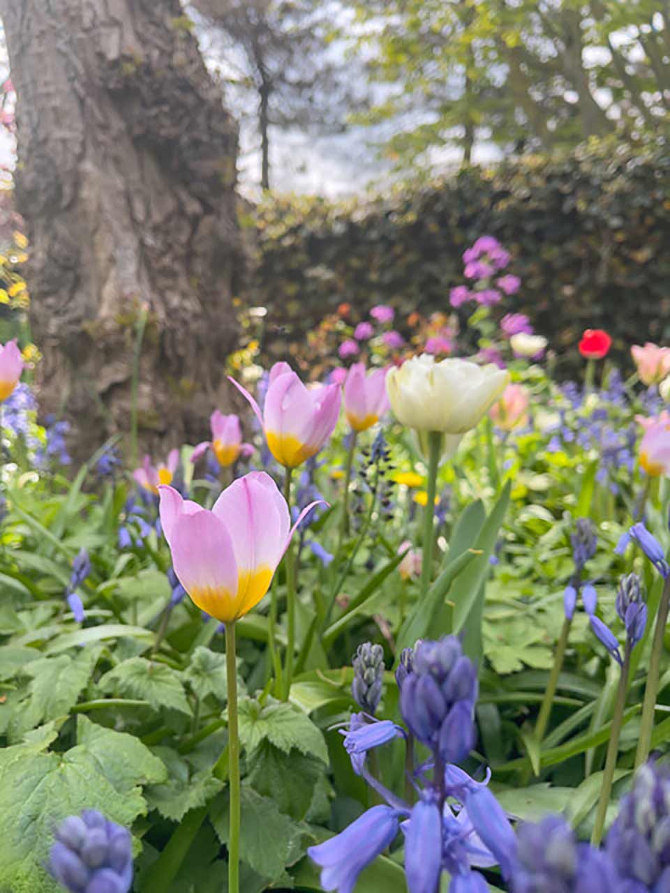 Tulipa bakeri Lilac Wonder