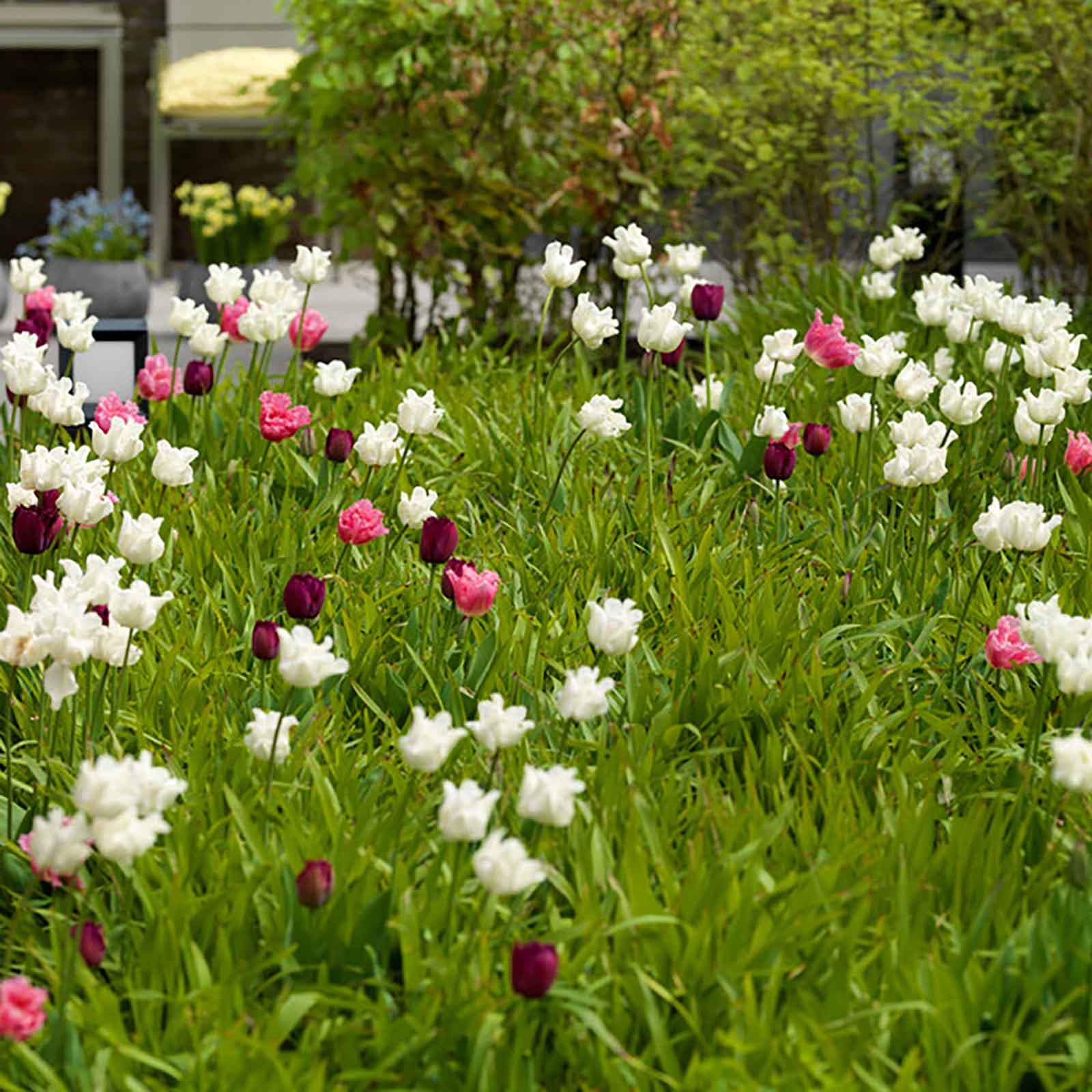 Tulpe »White Liberstar«