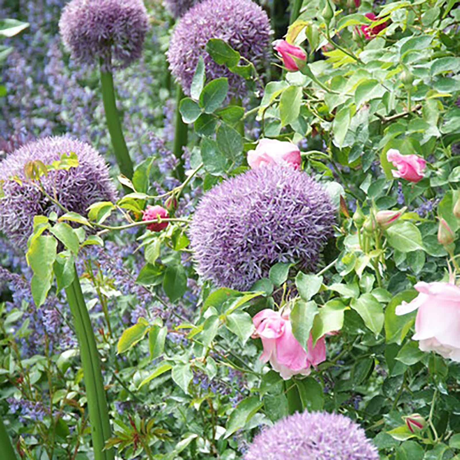 Allium Hix Excellency