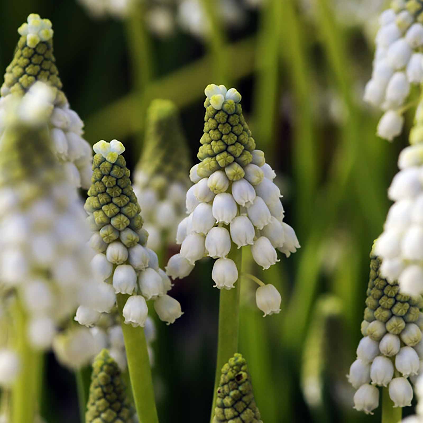 Muscari White Magic
