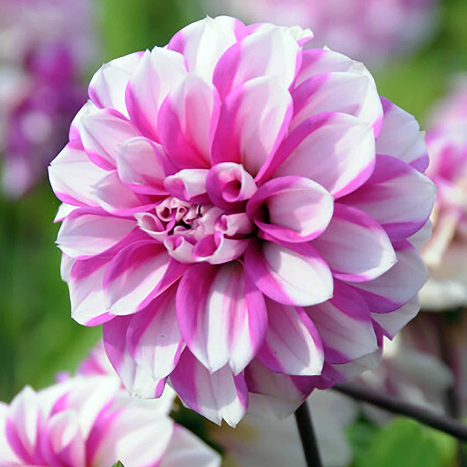 Dahlie Priceless Pink