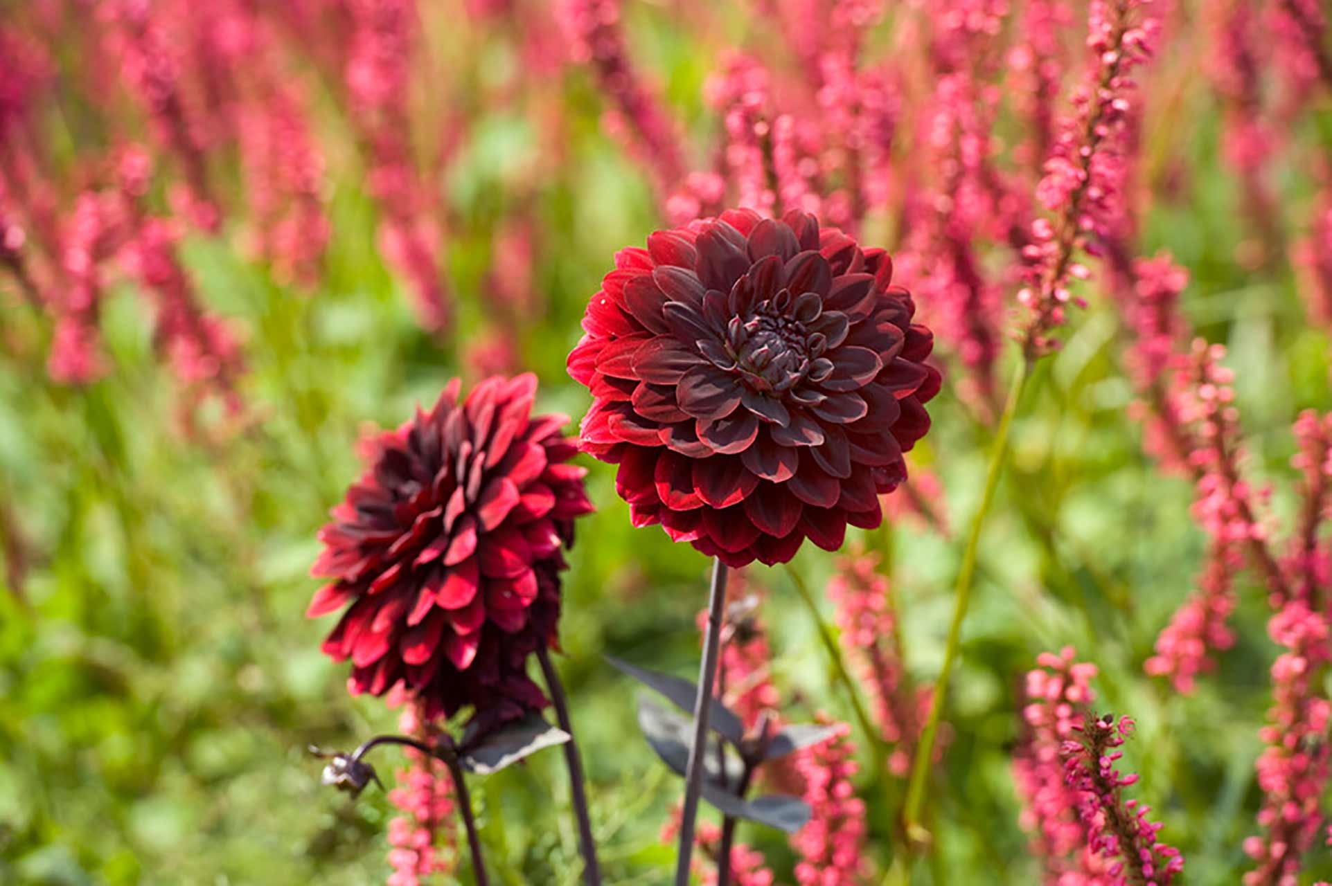 Dahlie Arabian Night