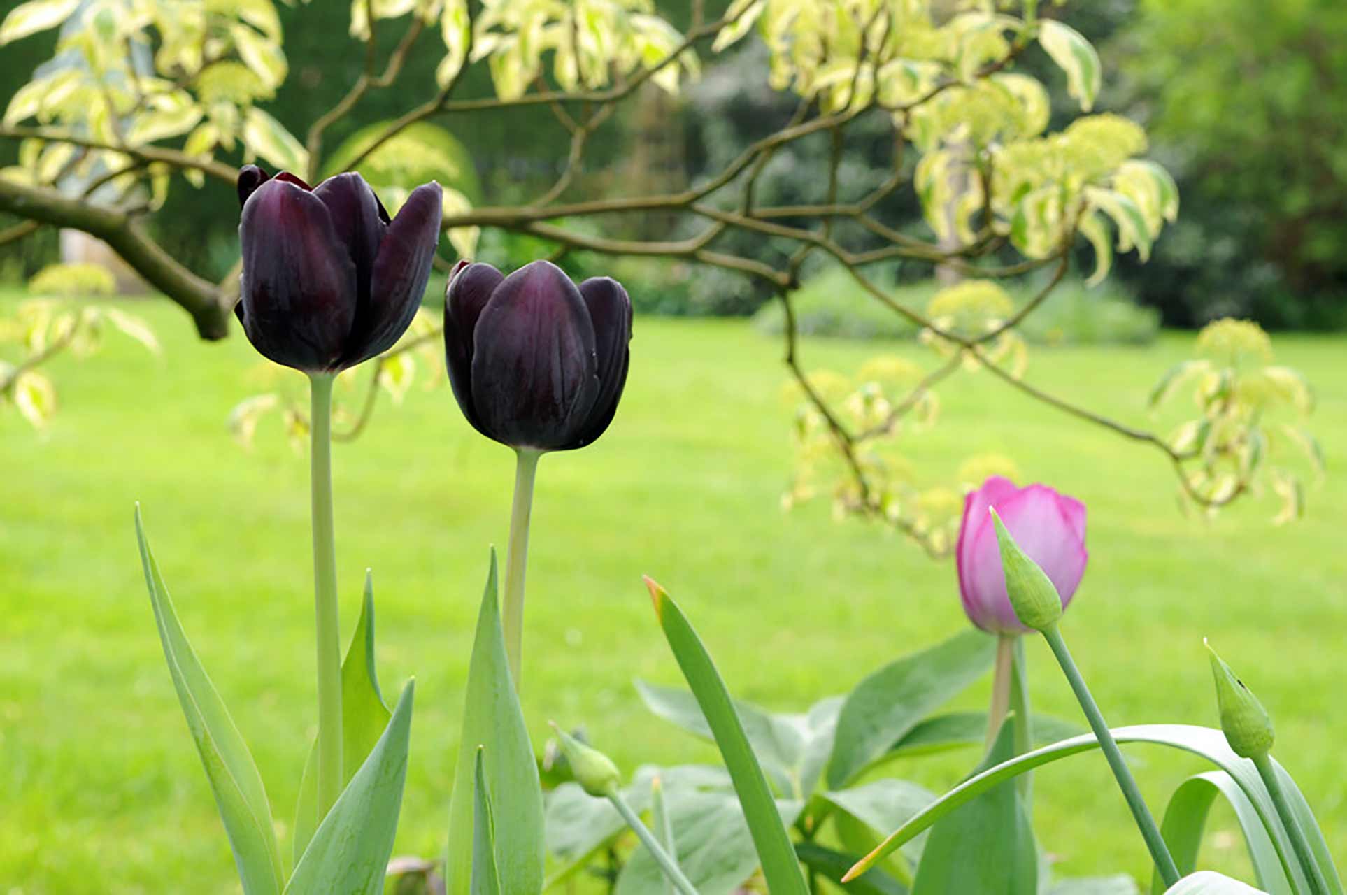 Blumenzwiebel Kollektion Tulpe schwarz
