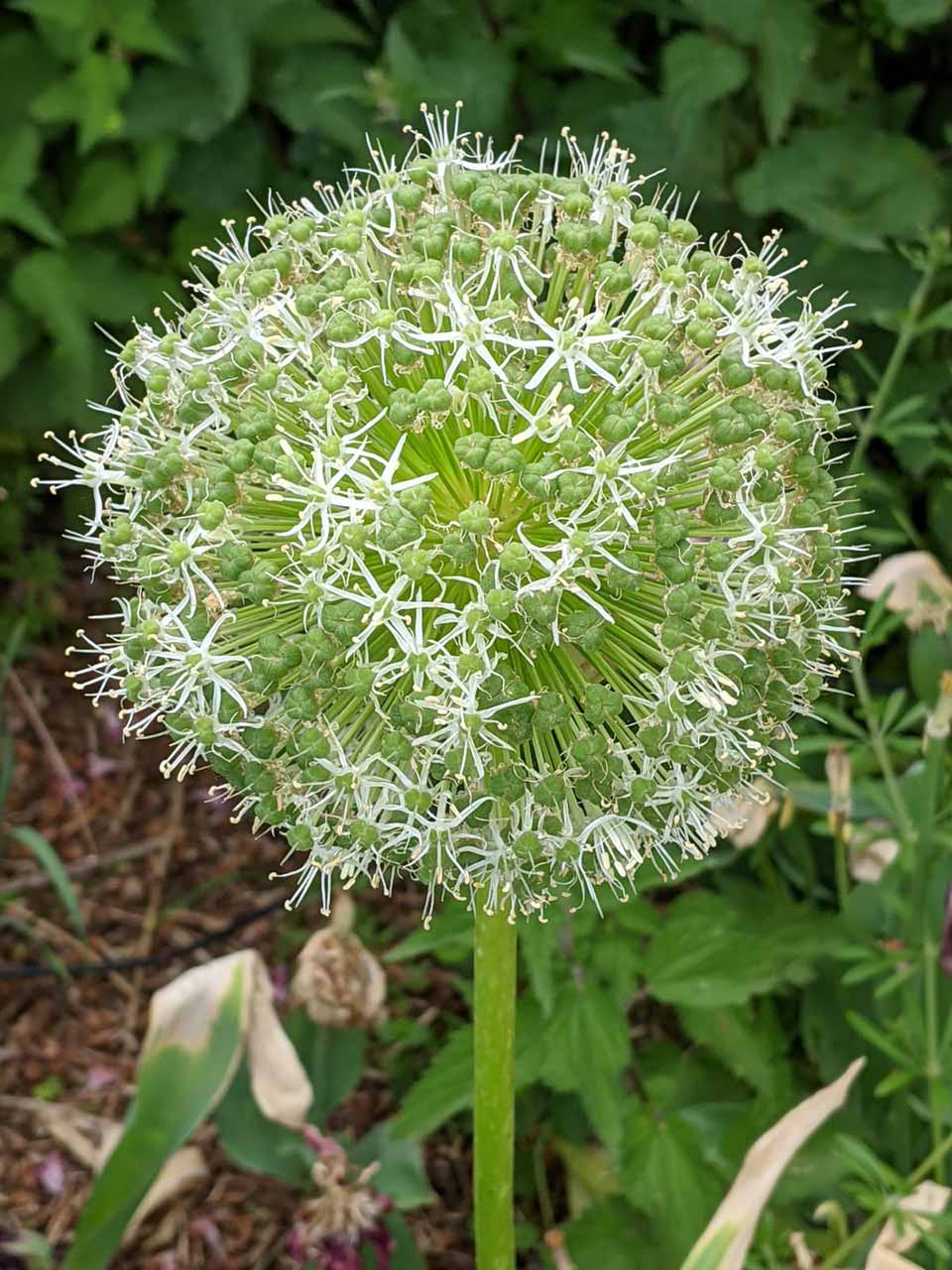 Allium Mount Everest