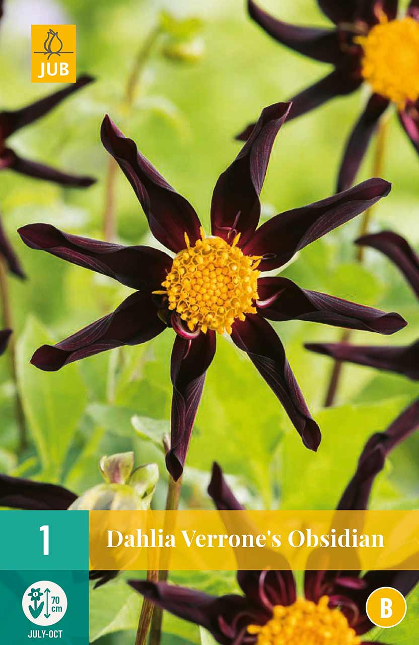 Dahlie Verrone's Obsidian