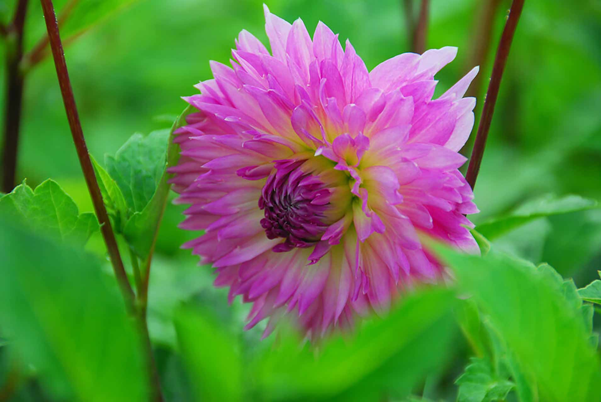 Dahlie Sakura Fubuki