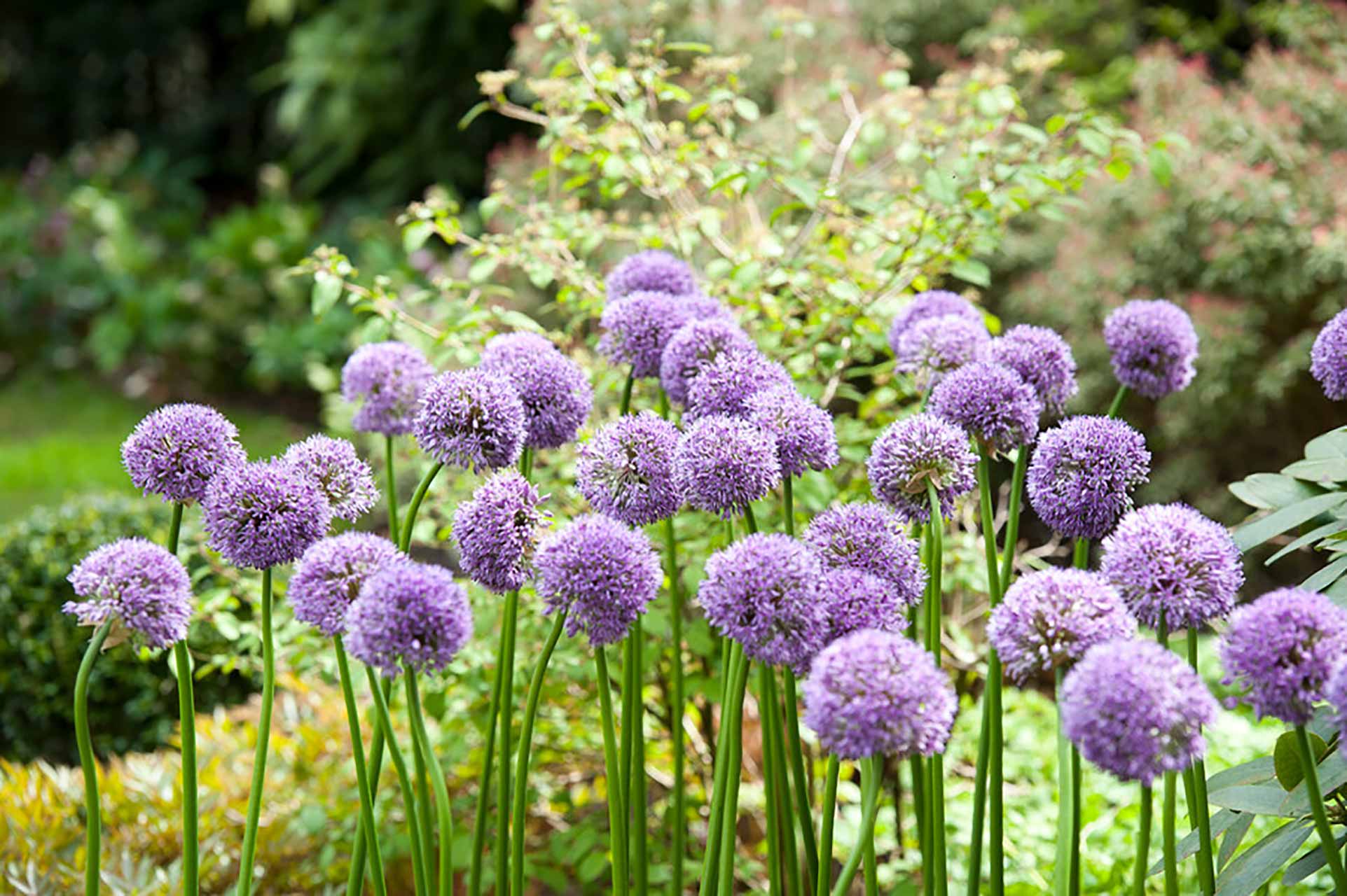 Allium Gladiator