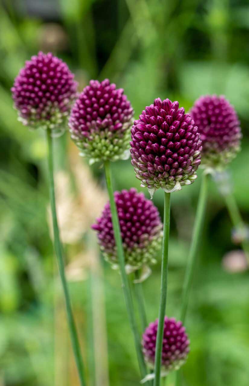 Allium Sphaerocephalon