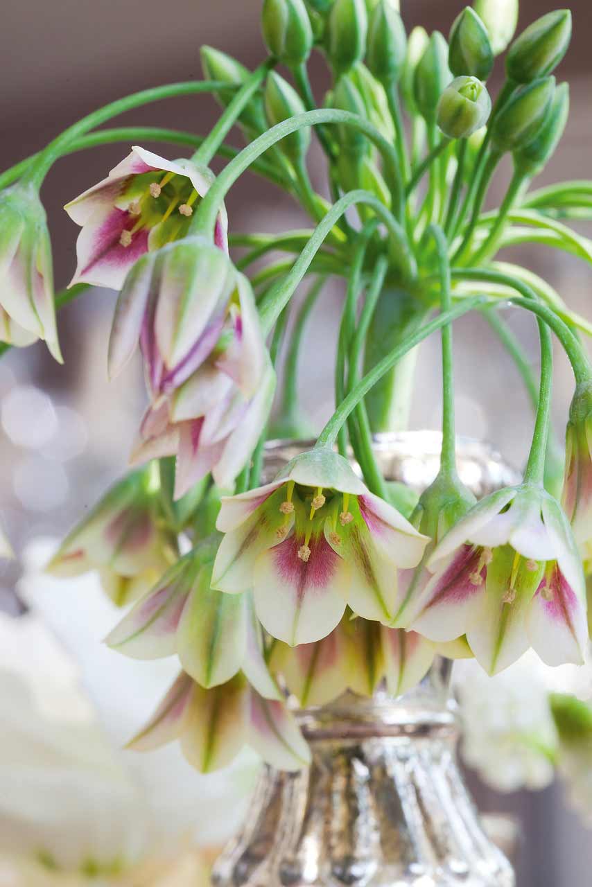 Allium Nectaroscordum Siculum