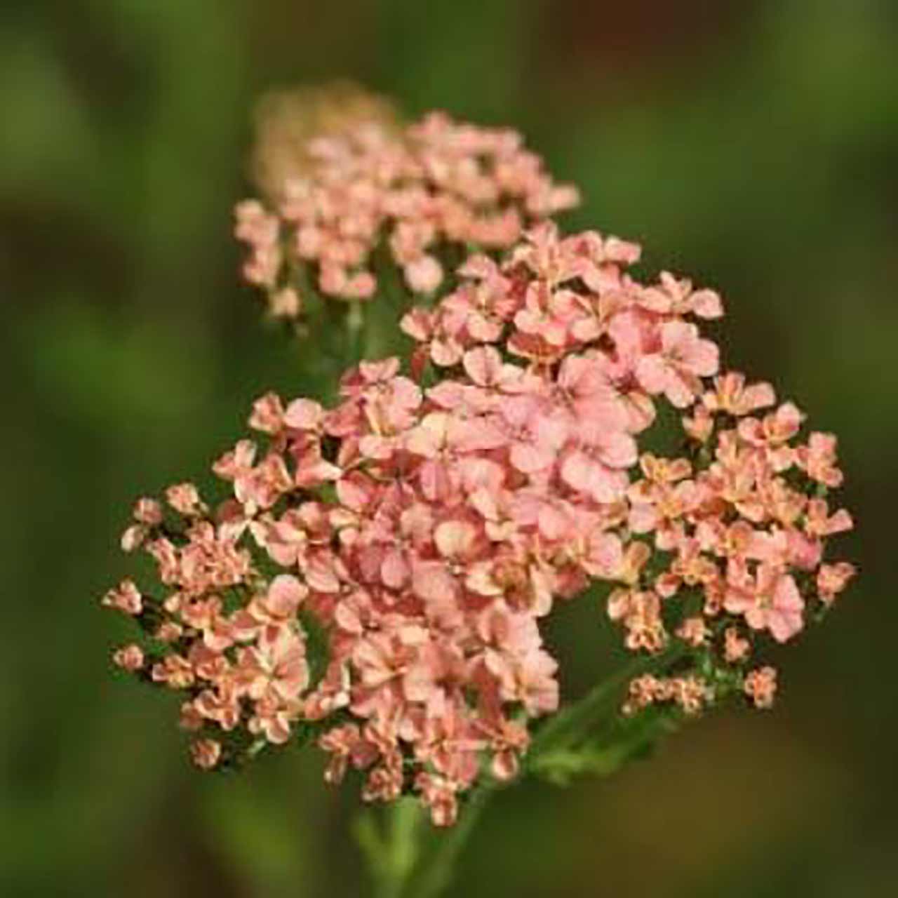 Blumen Kollektion für Schmetterlinge und Insekten