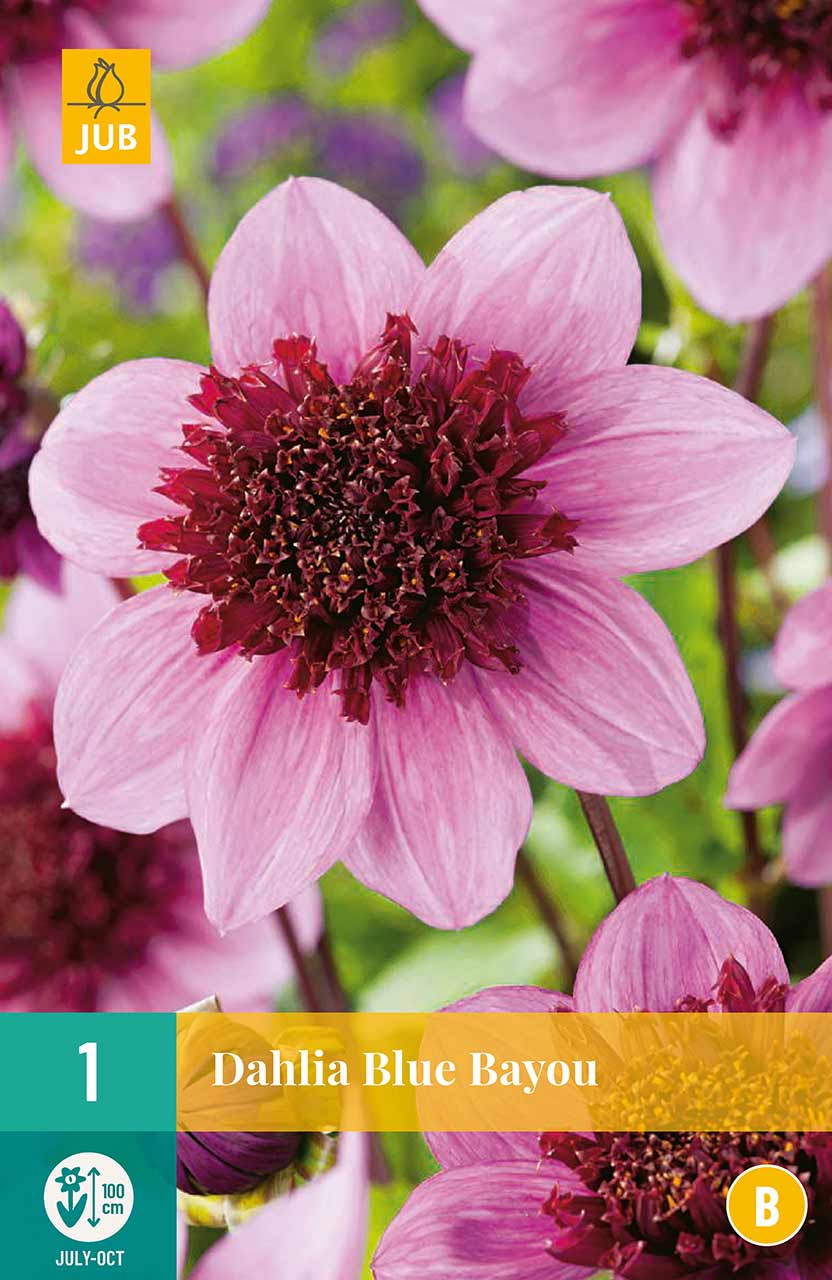 Dahlie Blue Bayou