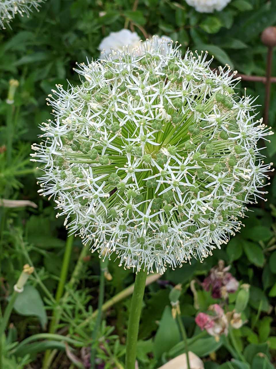 Allium Mount Everest