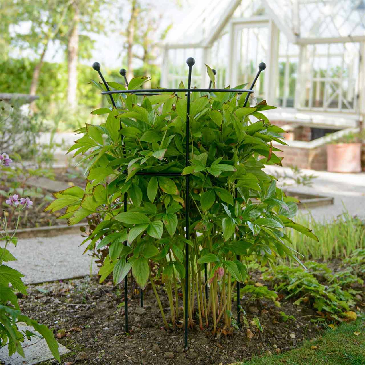 Staudenhalter Pfingstrosen