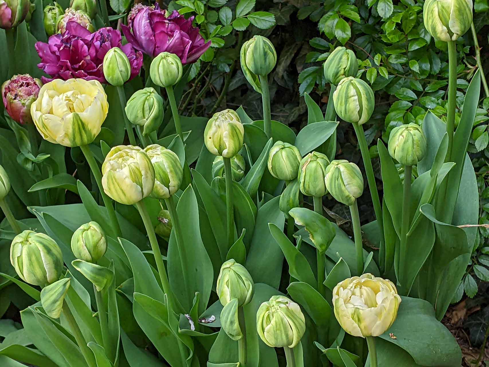 Tulpen-Kollektion Sunbath