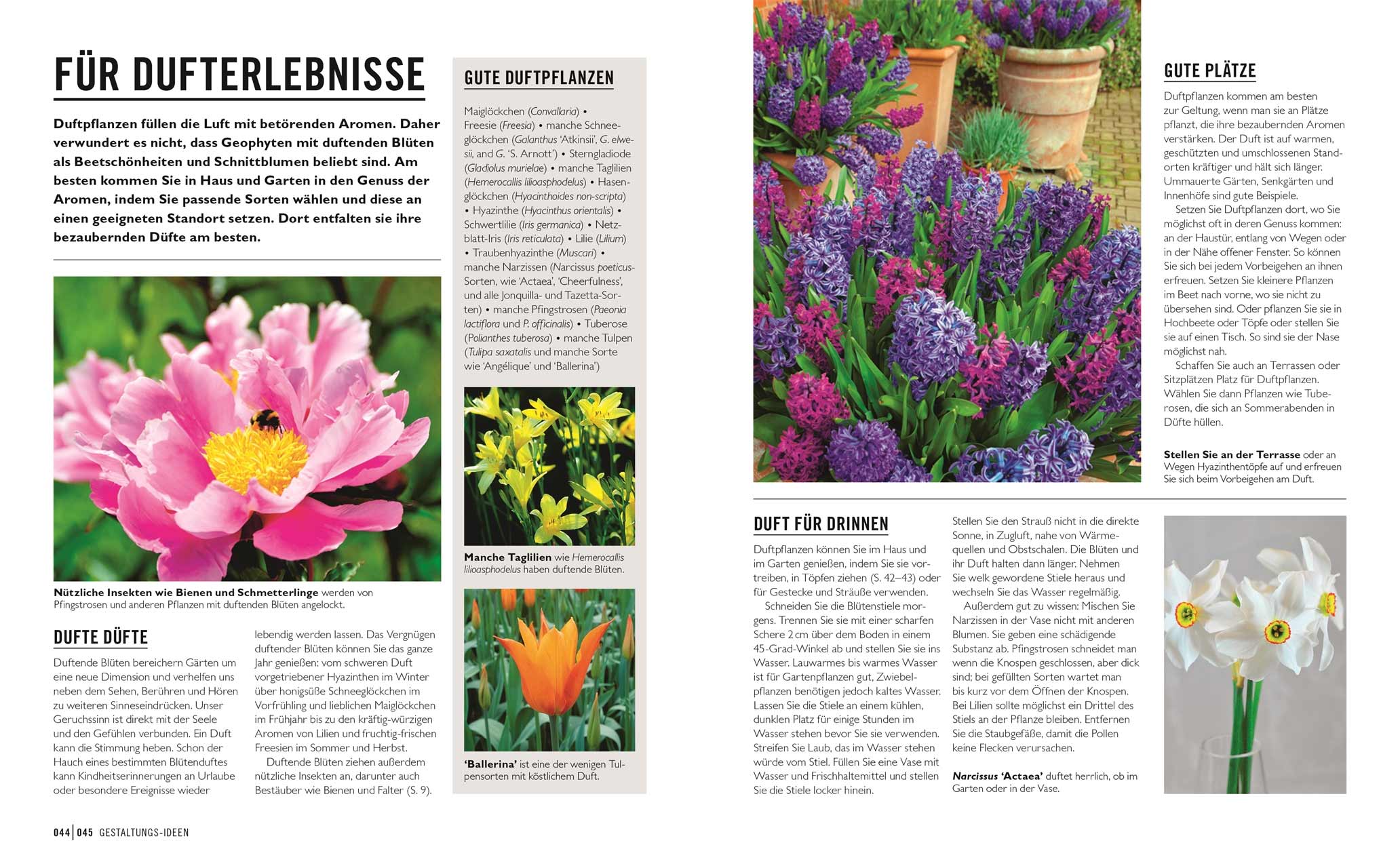 Zwiebel- und Knollenpflanzen