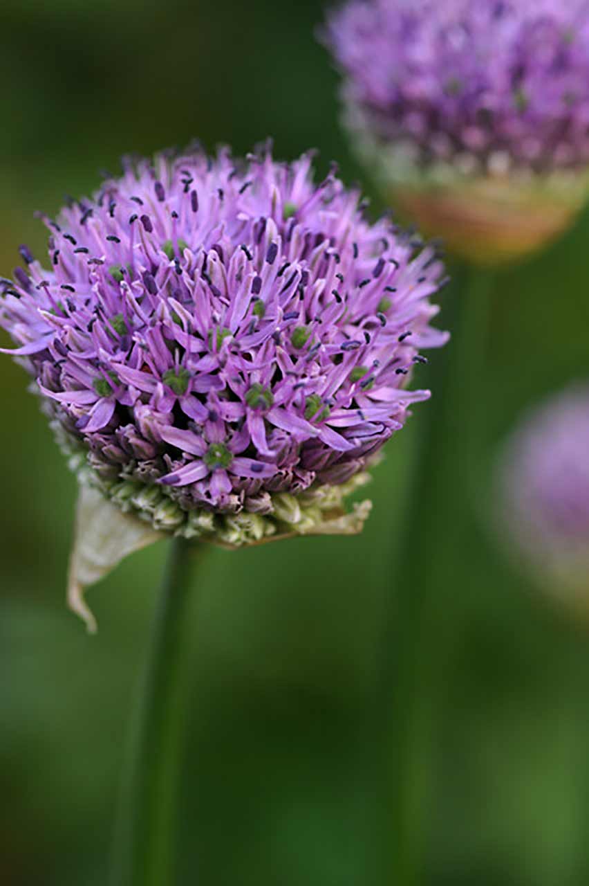Allium Gladiator