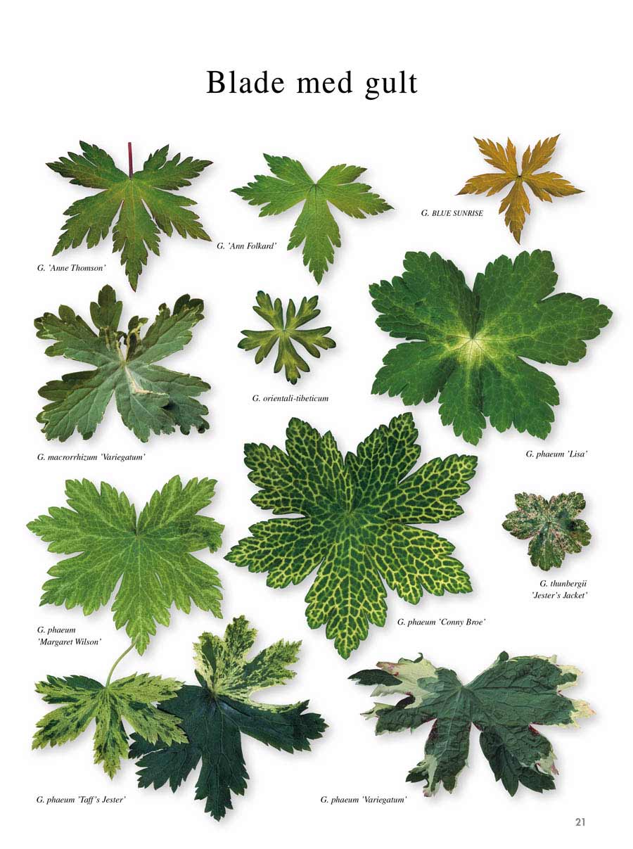 Storkenæb Bogen om Geranium