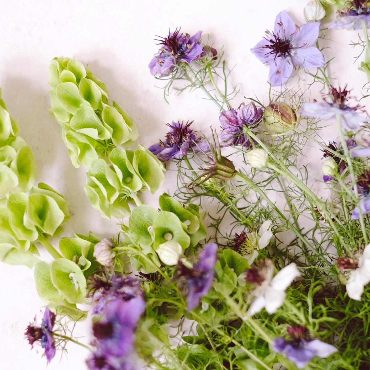 Blumensamen Moluccella laevis (Muschelblume)