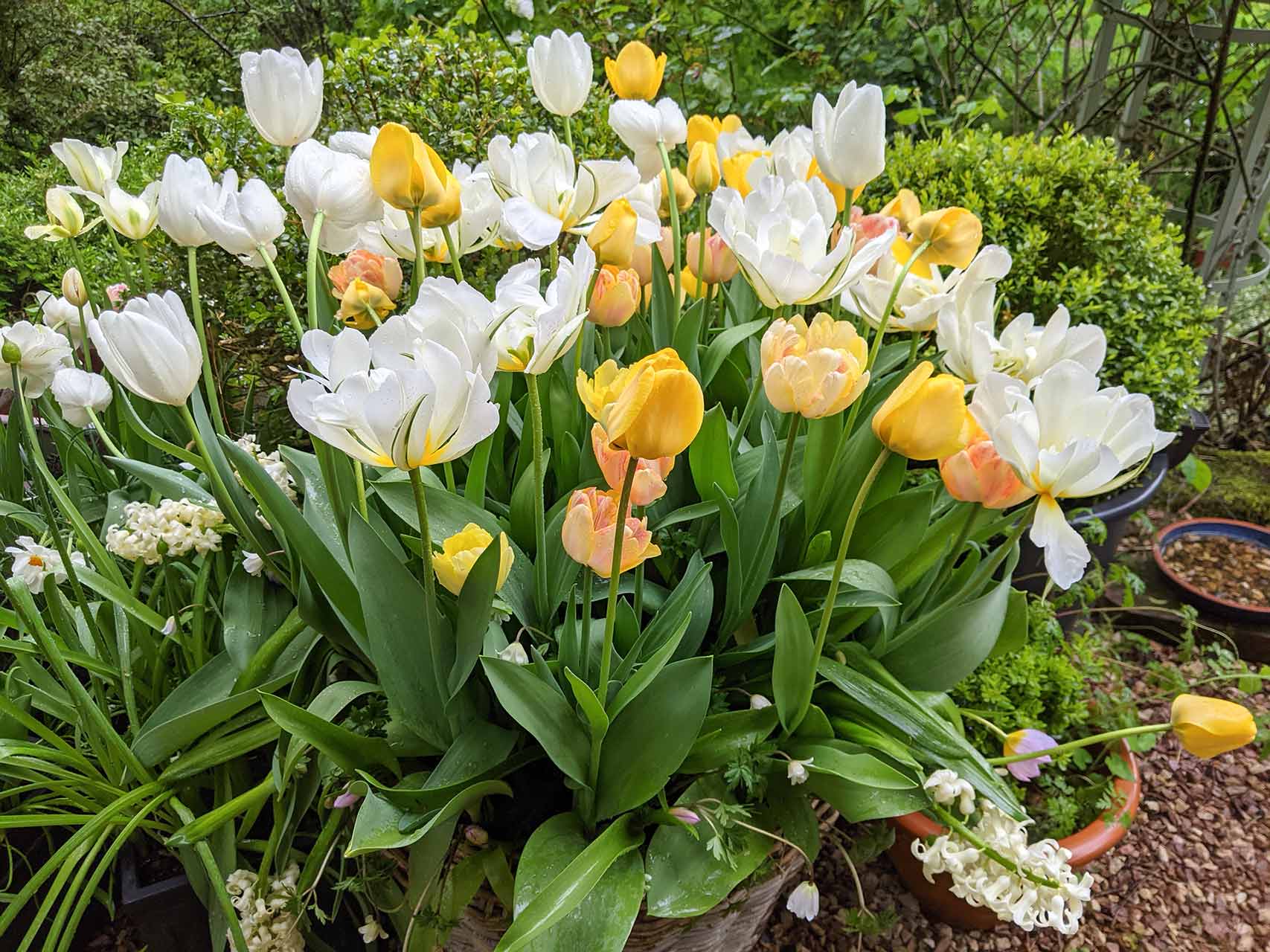 Blumenzwiebel-Kollektion Folklore Tim