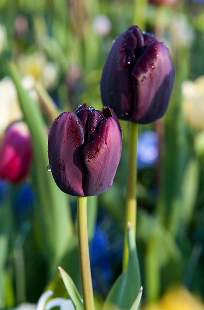 Tulpe Queen of Night