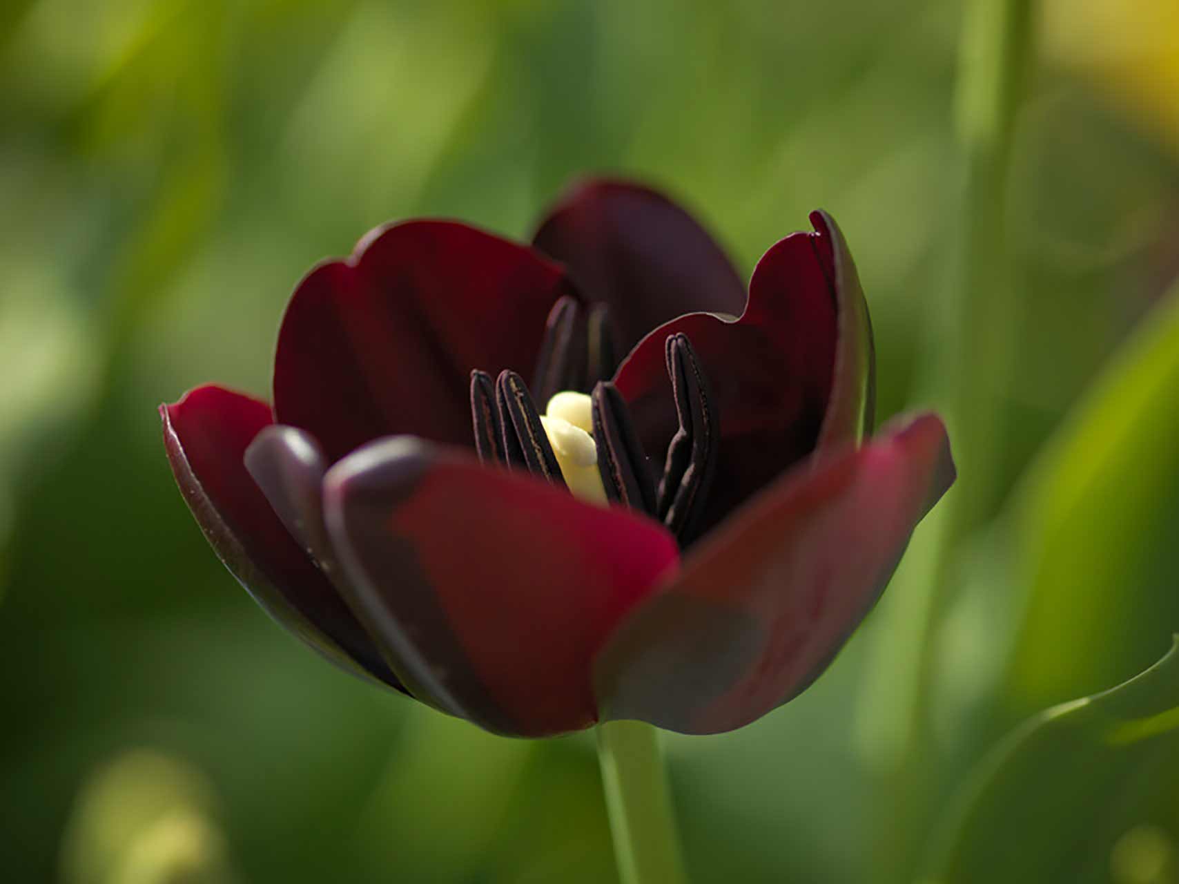 Tulpe Queen of Night