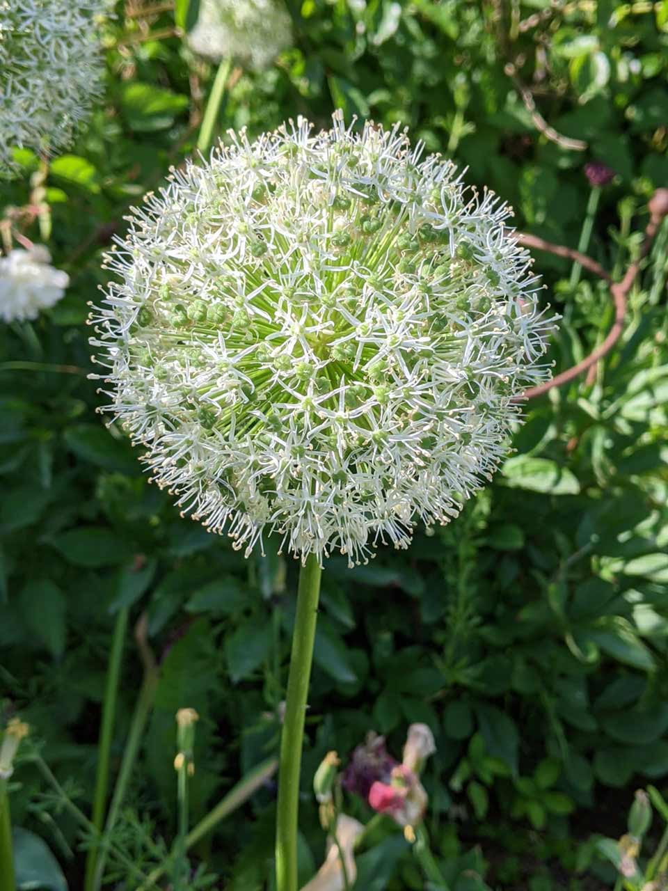 Allium Mount Everest