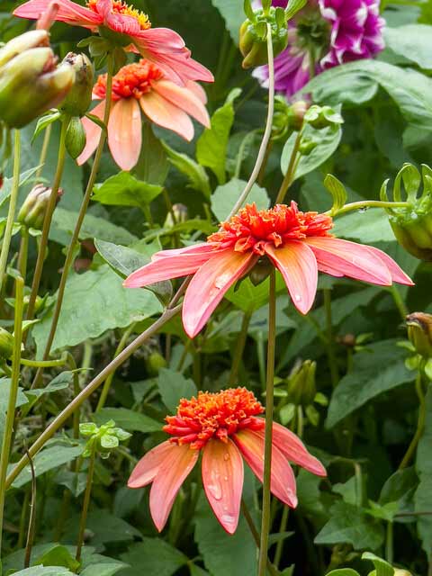 Dahlien Totally Tangerine