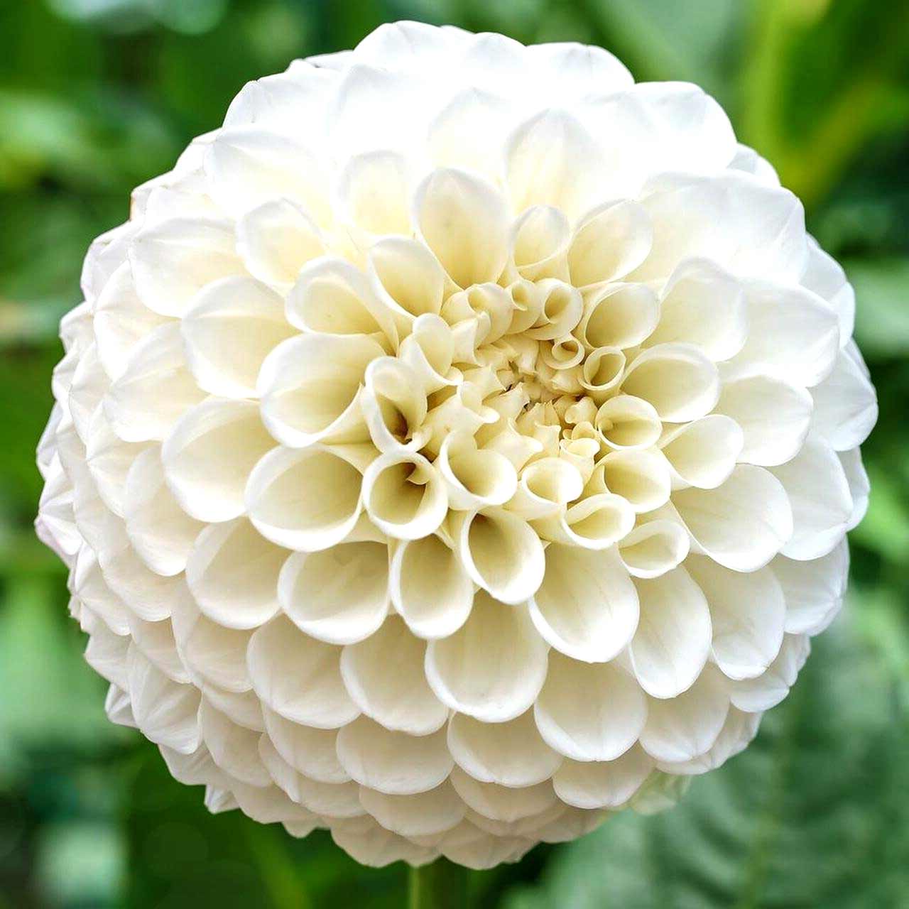 Dahlie Petras Wedding