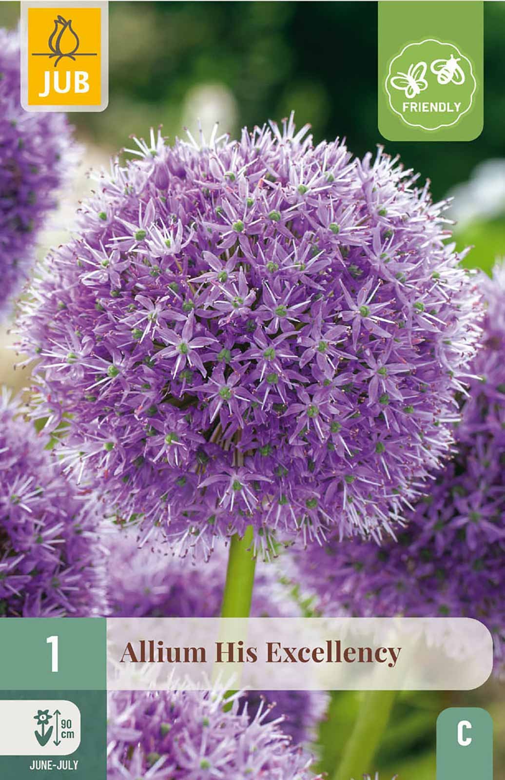 Allium Hix Excellency