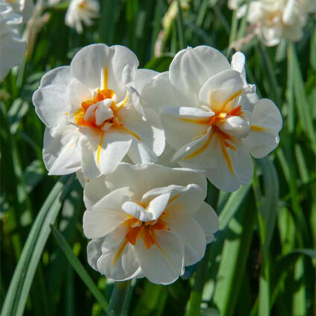 Narzisse Sir Winston Churchill