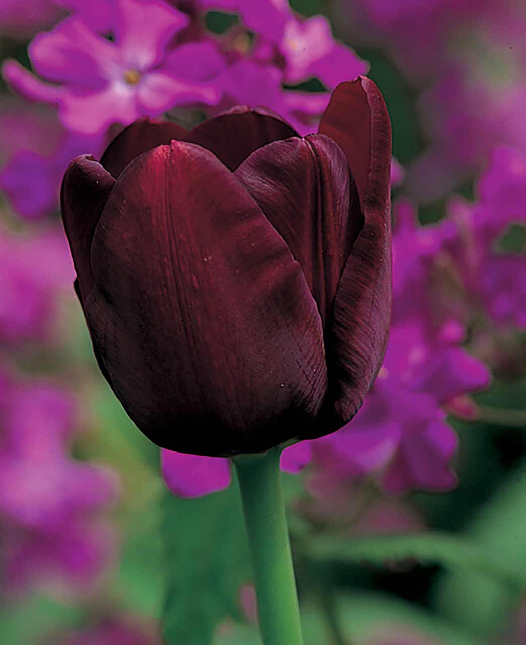 Tulpe Queen of Night