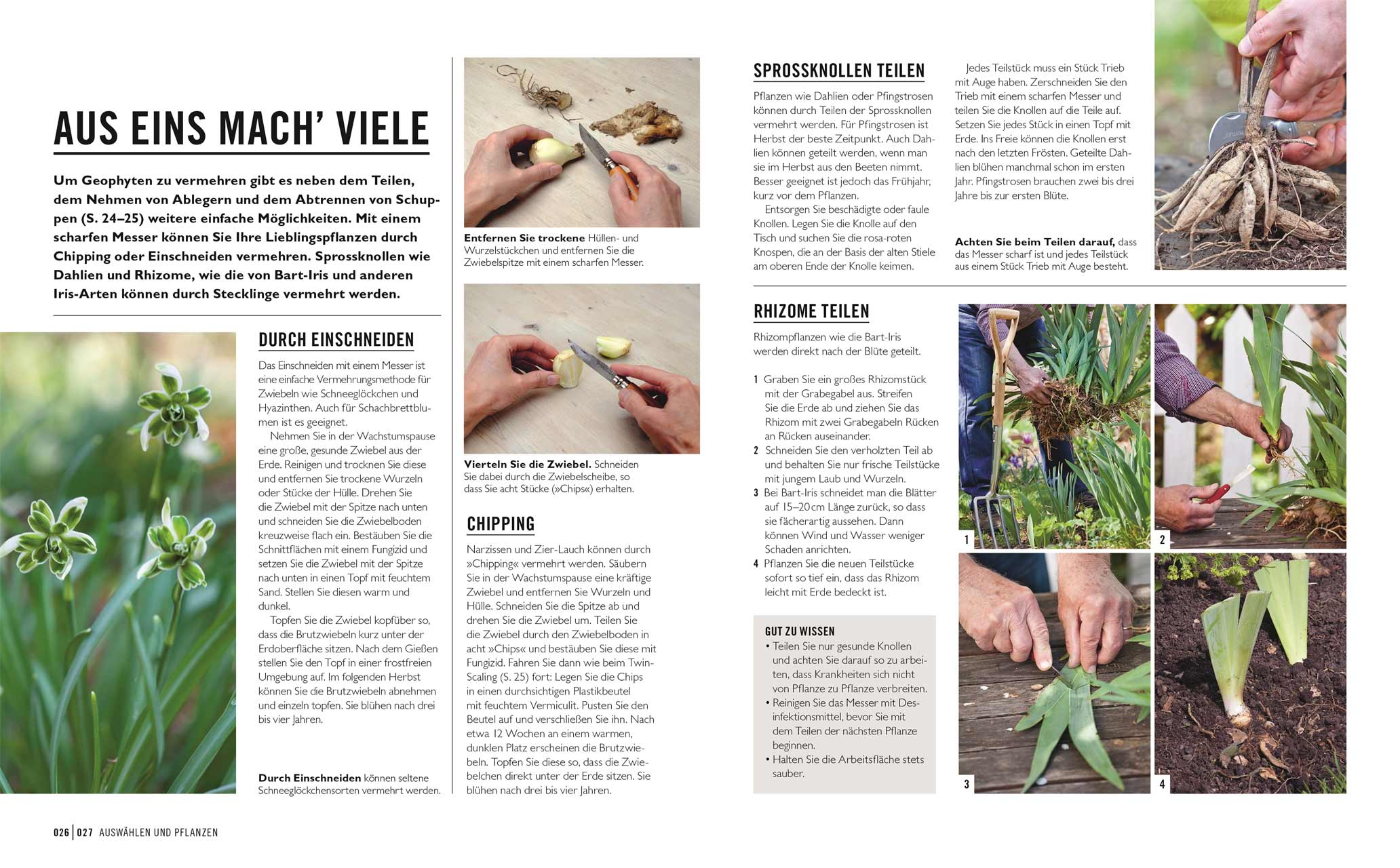 Zwiebel- und Knollenpflanzen