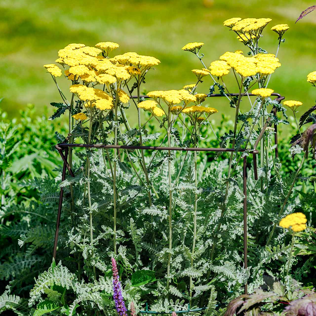 Pflanzenstützen »Link Stakes Olive«