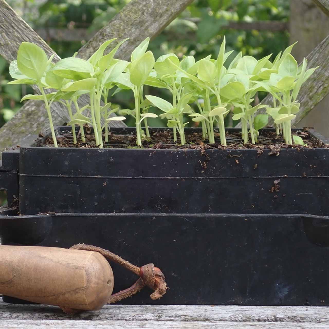 Aussaatschale aus Naturkautschuk