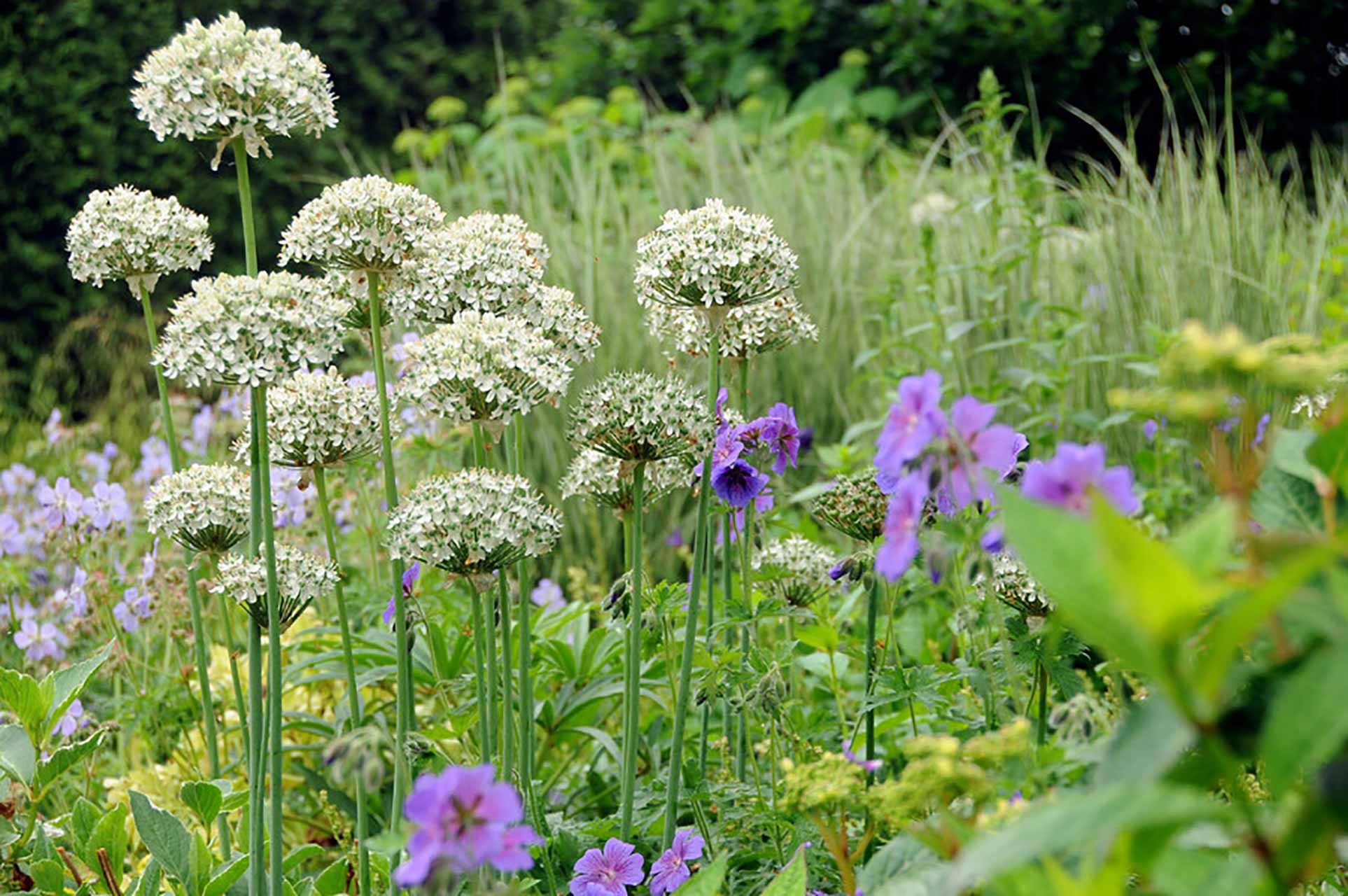 Allium nigrum