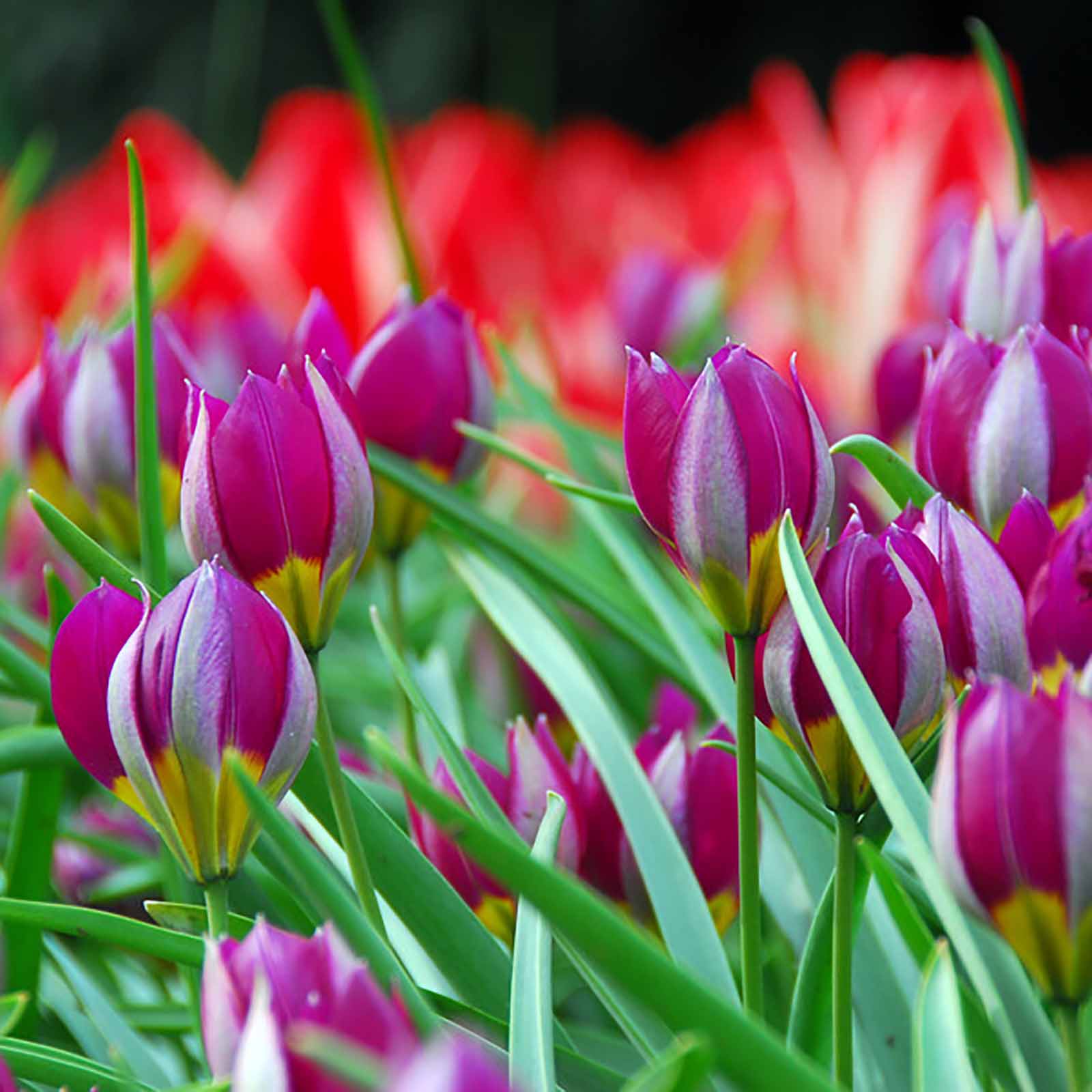 Zwerg-Tulpe - Tulipa humilis Persian Pearl