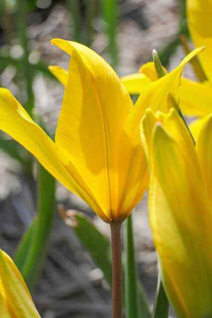 Tulpe Sylvestris