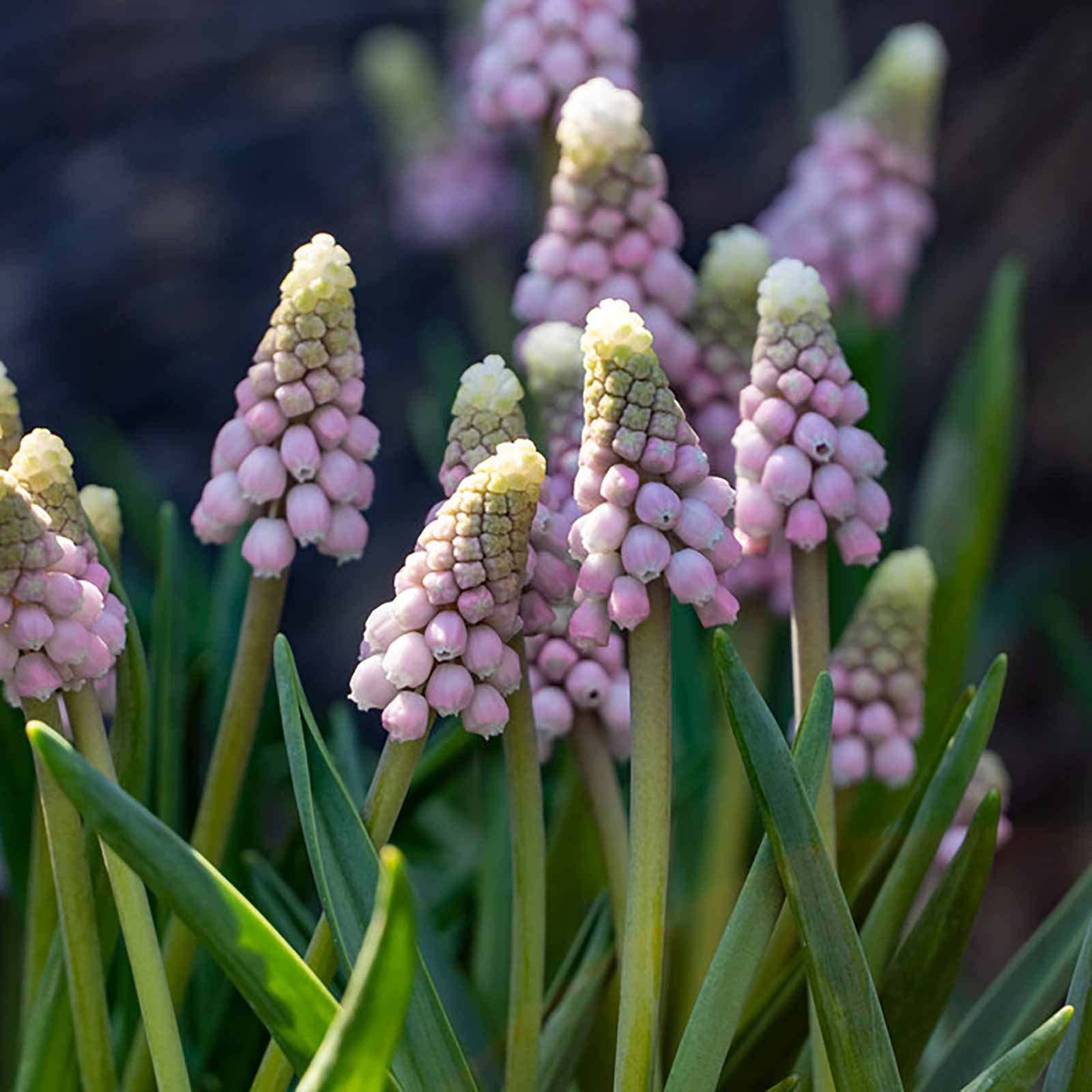 Traubenhyazinthe rosa