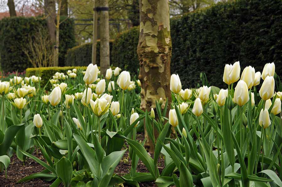 Tulpe Exotic Emperor